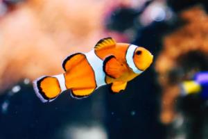 2022年卡塔尔世界杯亚洲区预选赛国足赛程安排及分析世界杯亚洲区预选赛国足最新赛程